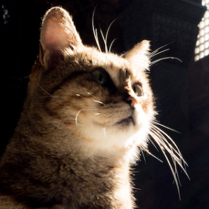 昔イスタンブールに旅行したときにアヤソフィア寺院で出会った有名なキジトラ猫さんです。